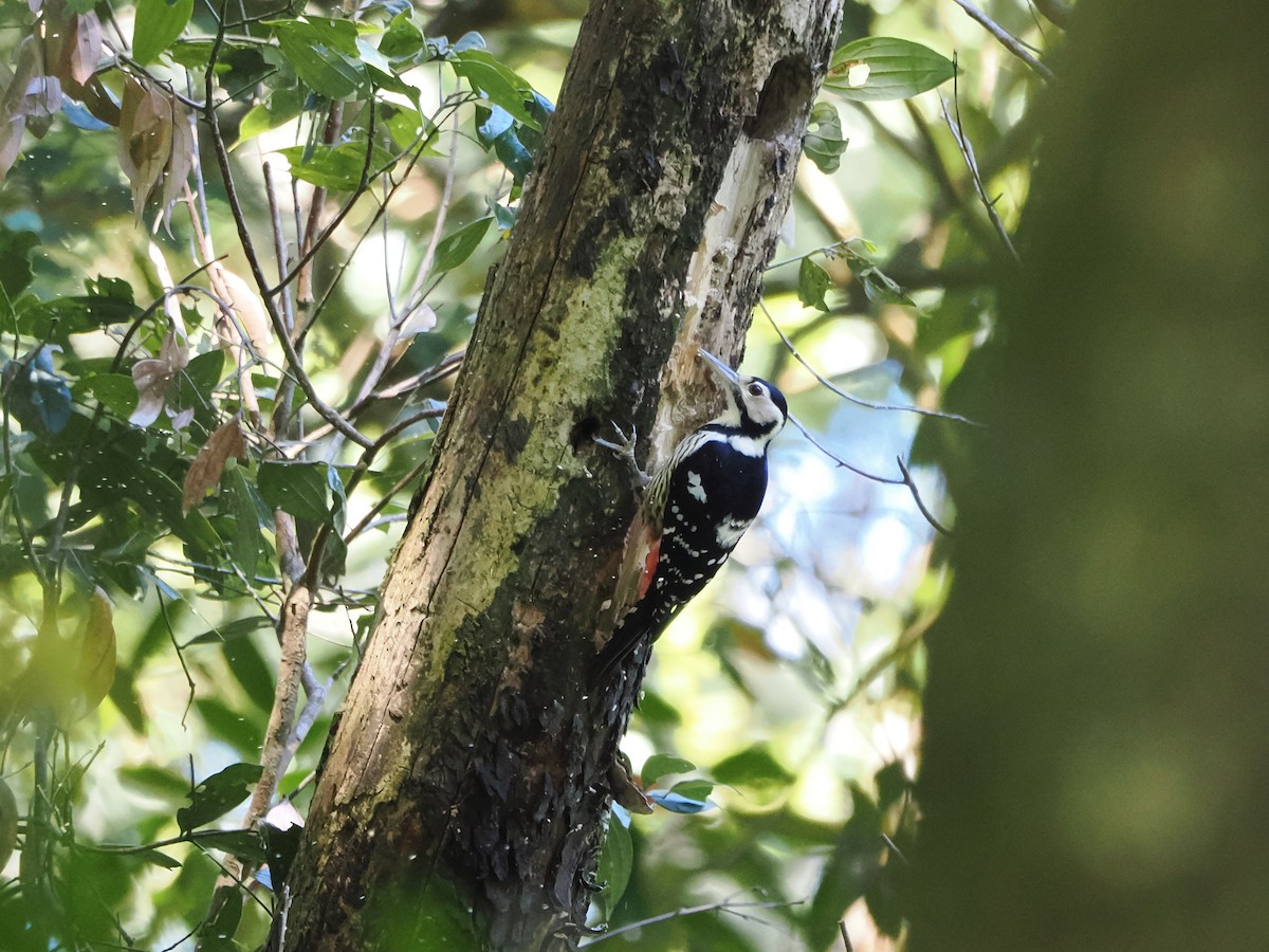 White-backed Woodpecker - ML610763441