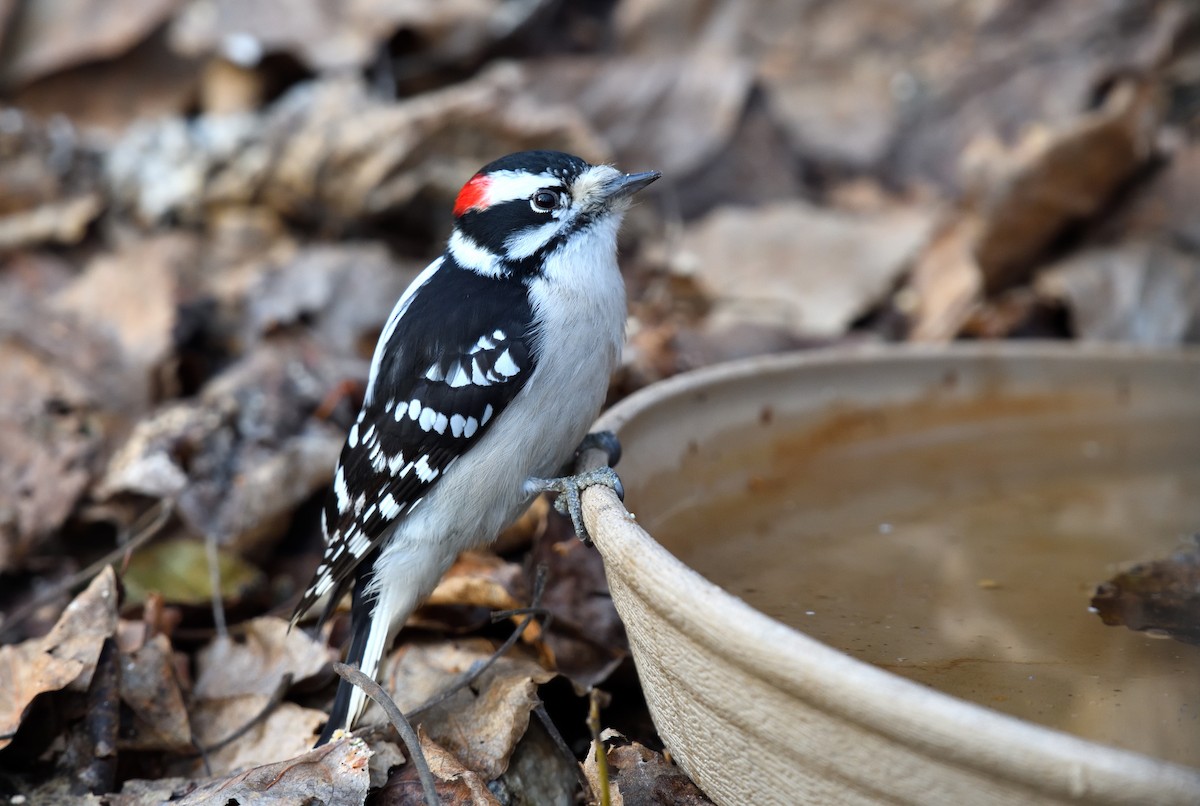 Downy Woodpecker - ML610763578