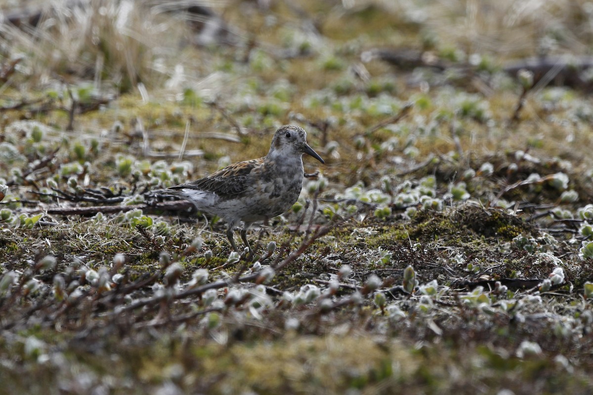 Rock Sandpiper (couesi) - ML61076361