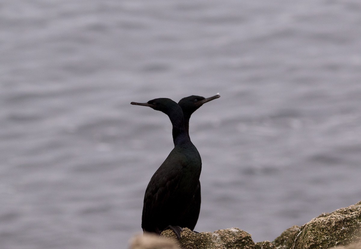 Cormorán Pelágico - ML610763655