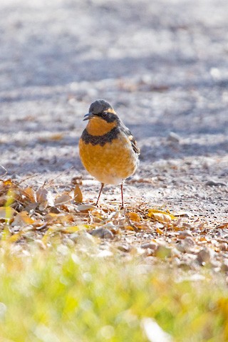 Varied Thrush - ML610763699