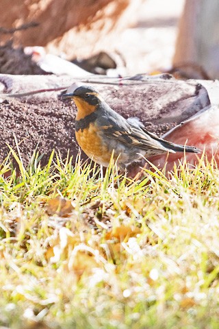 Varied Thrush - Gary Botello