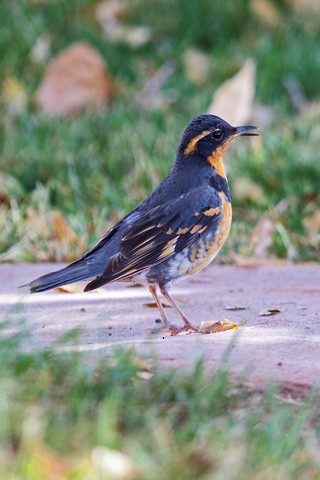 Varied Thrush - ML610763702