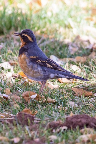 Varied Thrush - ML610763703