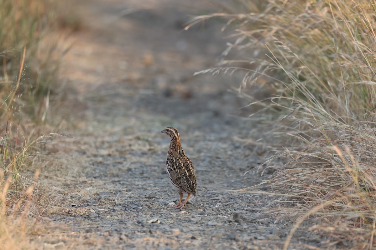 Rain Quail - ML610763721