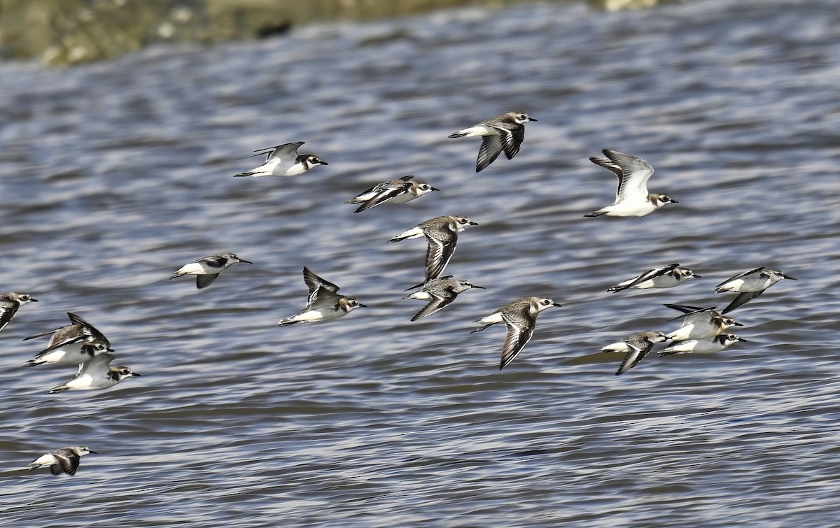 Tibetan Sand-Plover - Amar-Singh HSS