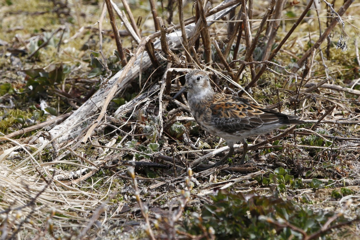 Rock Sandpiper (couesi) - ML61076391