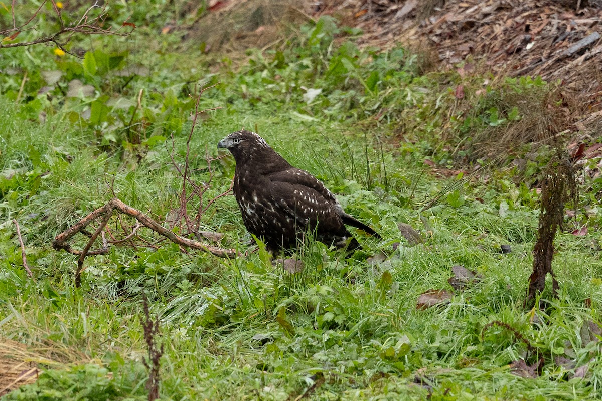 Red-tailed Hawk - ML610763923