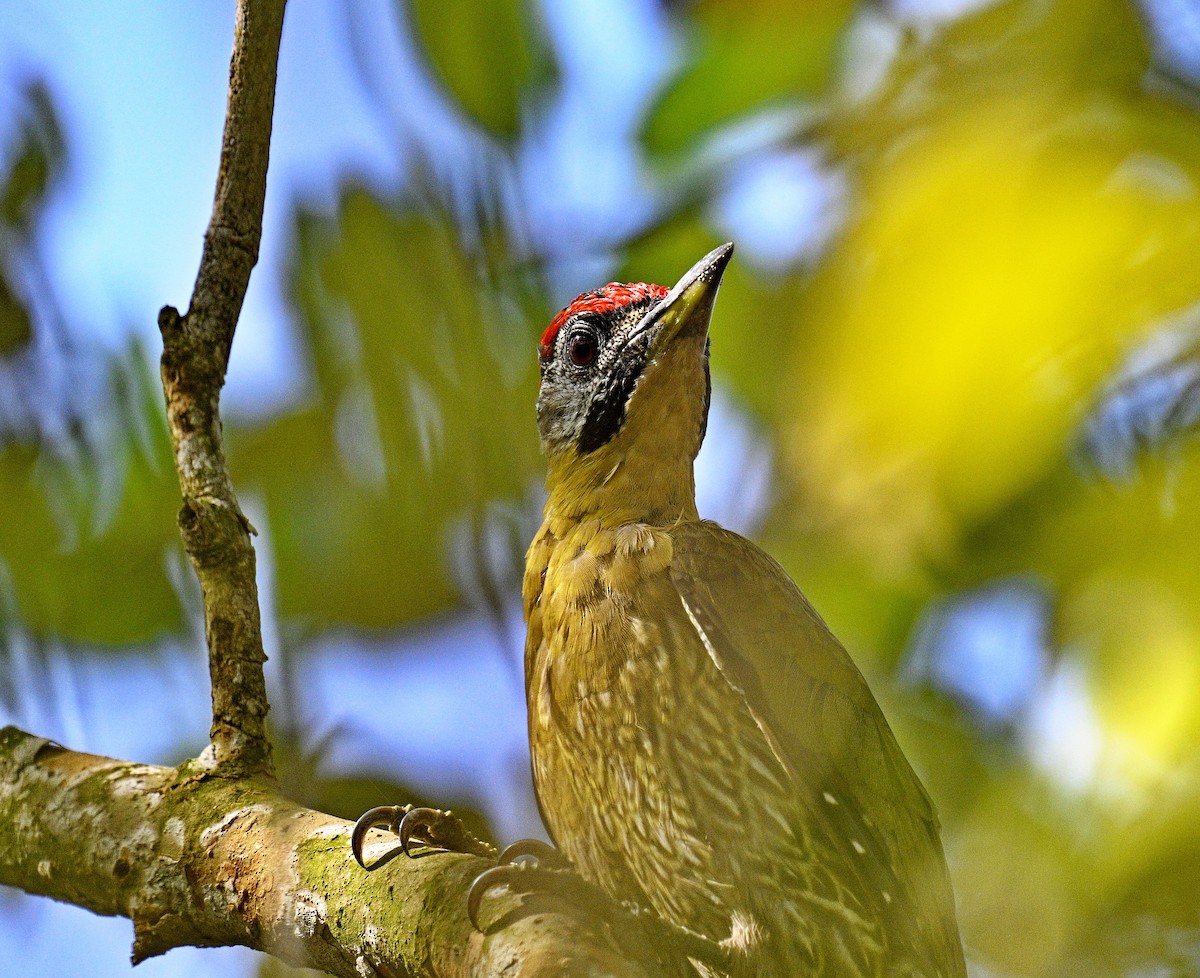 Laced Woodpecker - Amar-Singh HSS