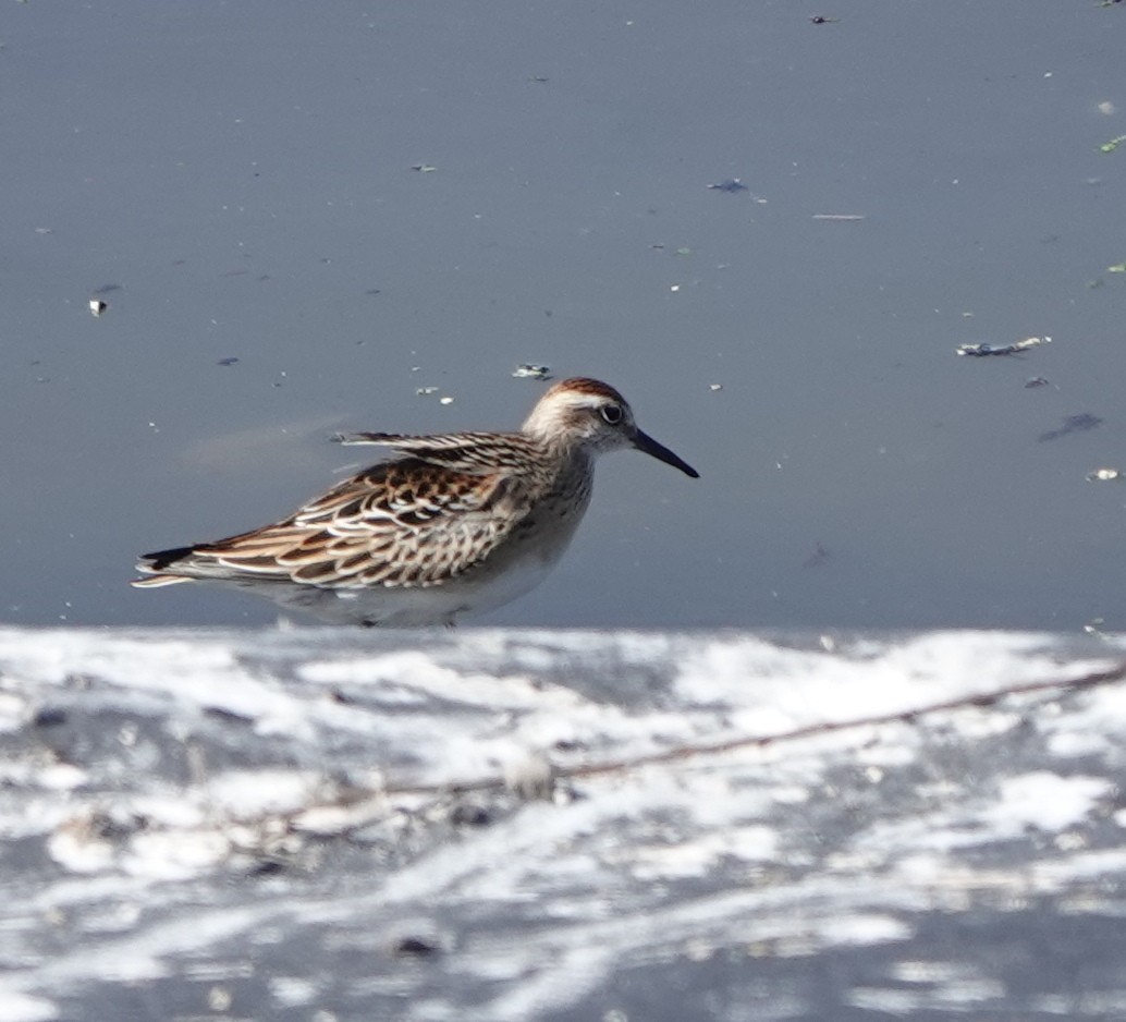 Sharp-tailed Sandpiper - ML610764070