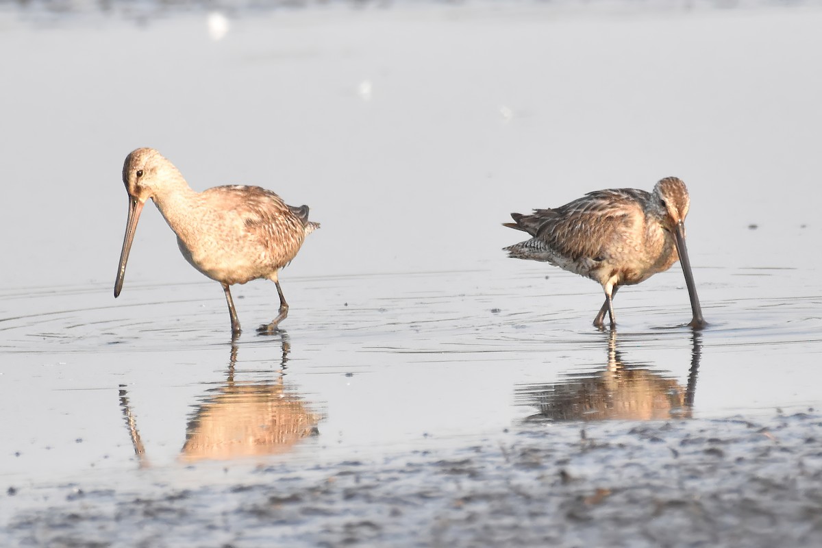 Asian Dowitcher - ML610764115