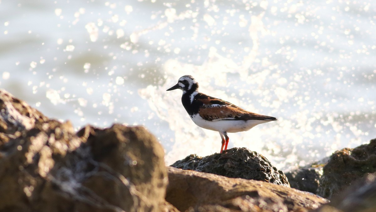 Ruddy Turnstone - ML610764118