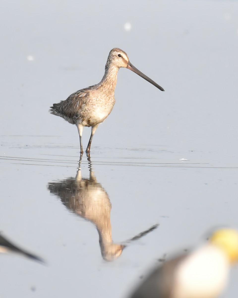 Asian Dowitcher - ML610764123