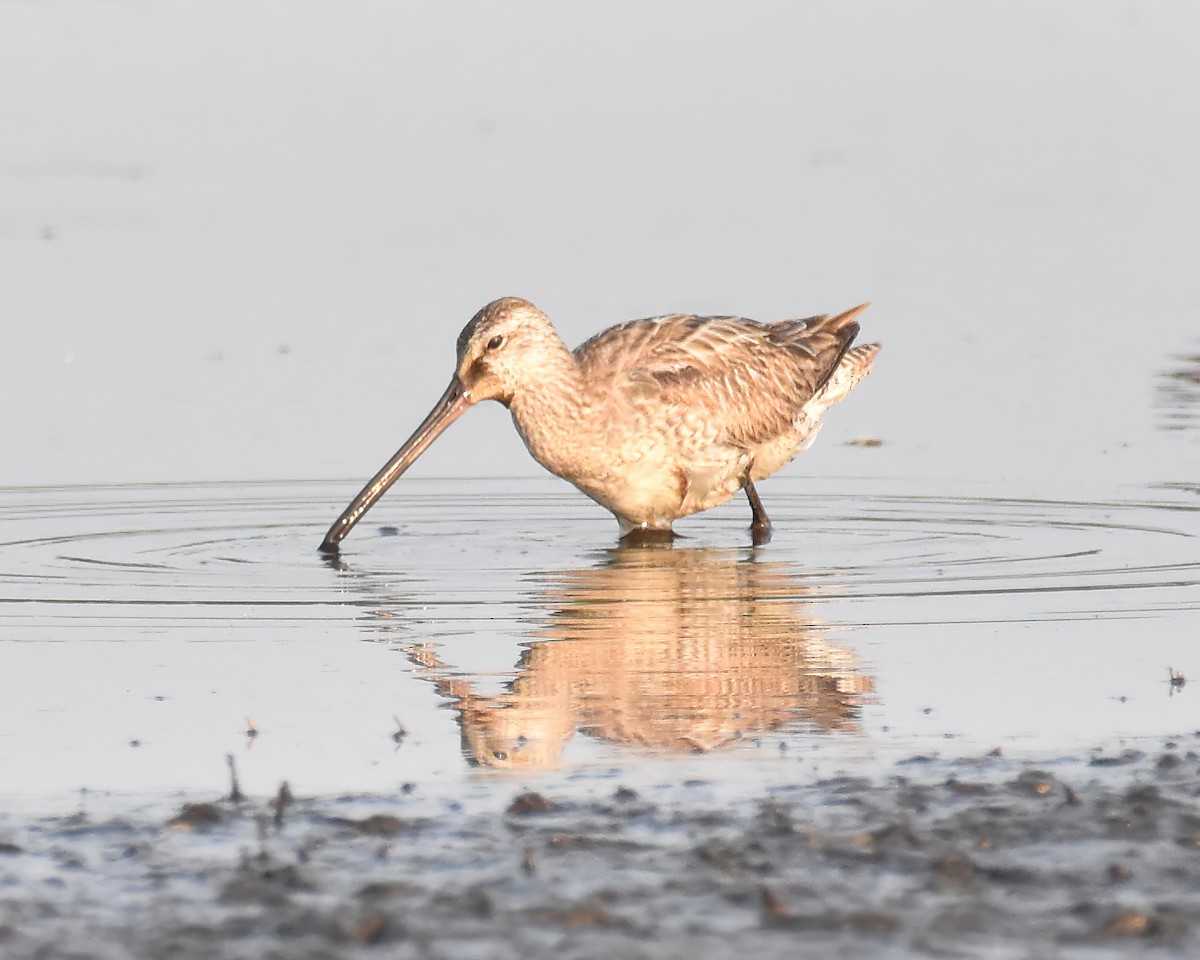 Asian Dowitcher - ML610764147