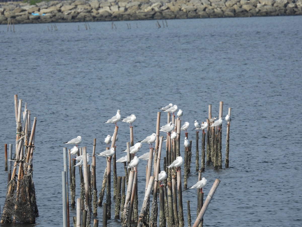 Black-headed Gull - ML610764213