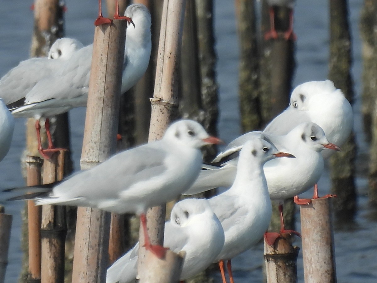 Black-headed Gull - ML610764219