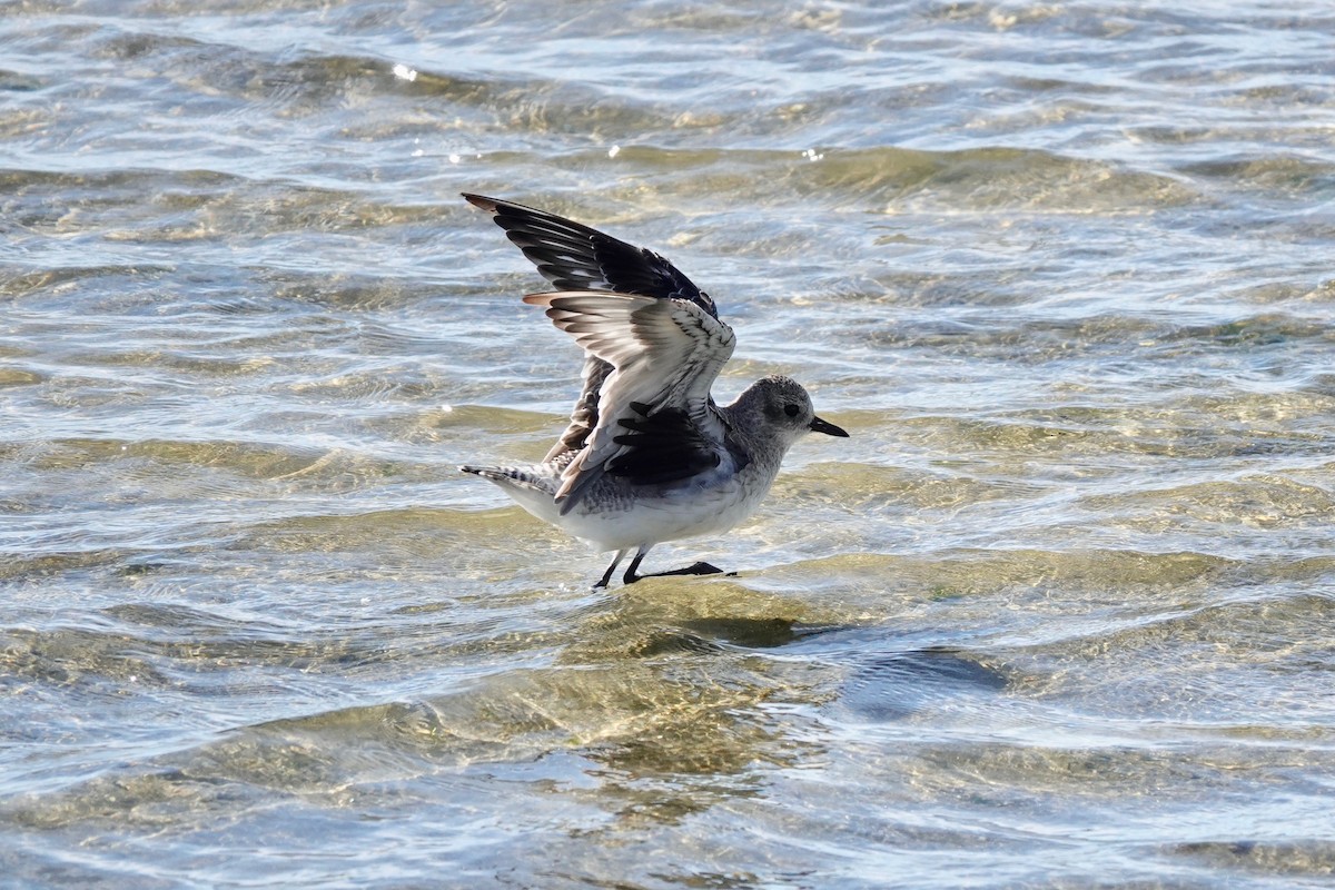 Black-bellied Plover - ML610764237