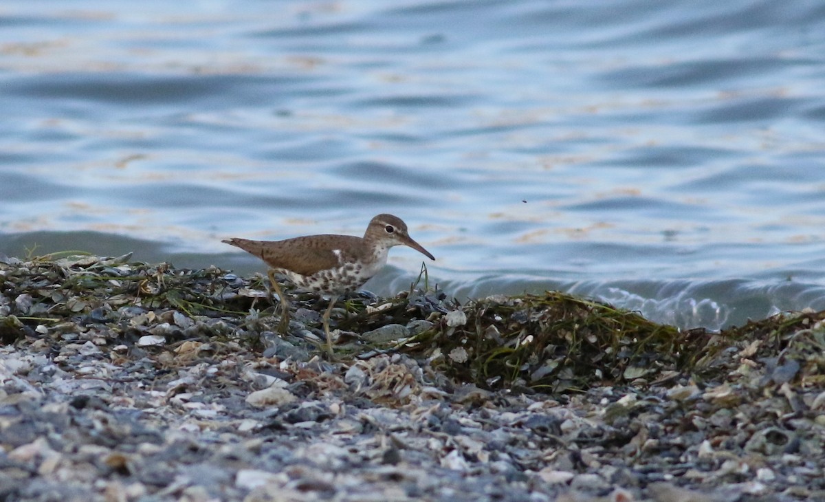 Spotted Sandpiper - ML610764256