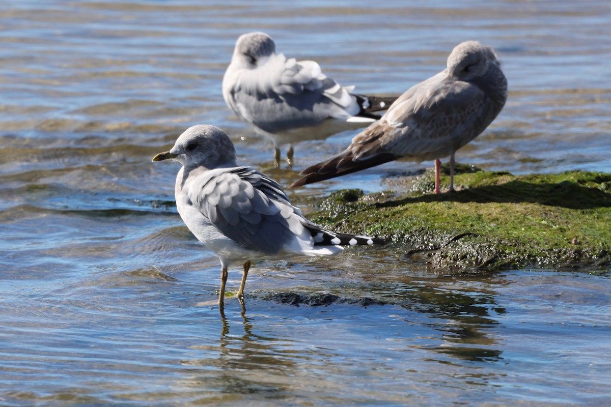 Short-billed Gull - ML610764260