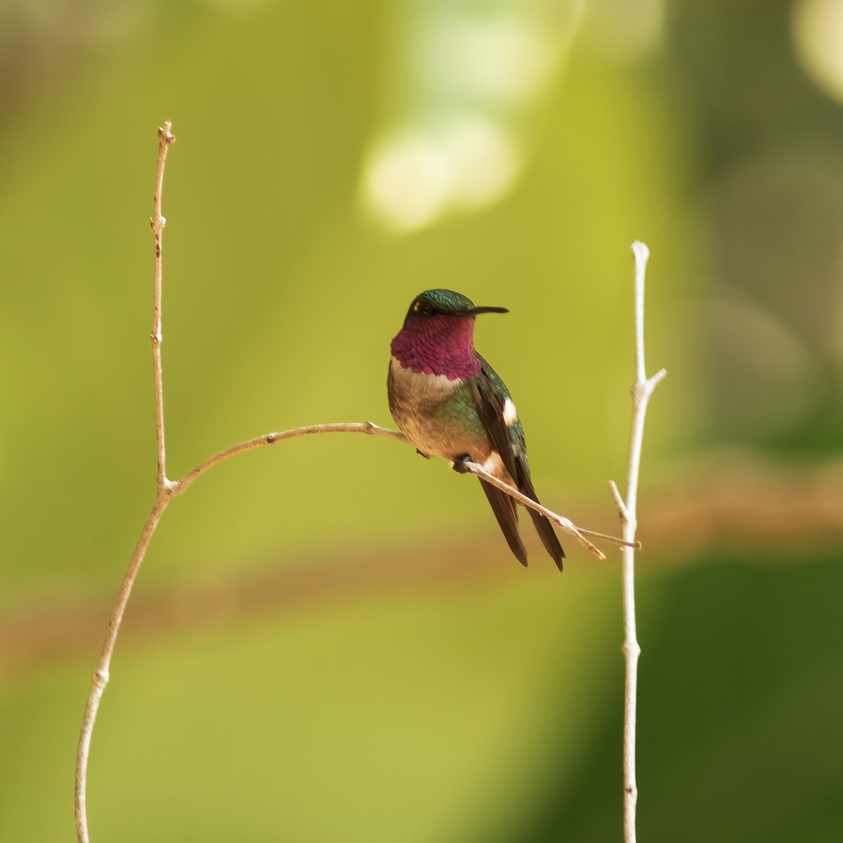 Amethyststernkolibri - ML610764263