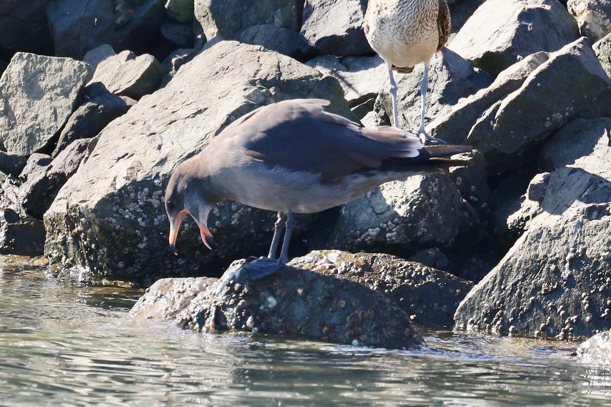 Herring Gull - ML610764290