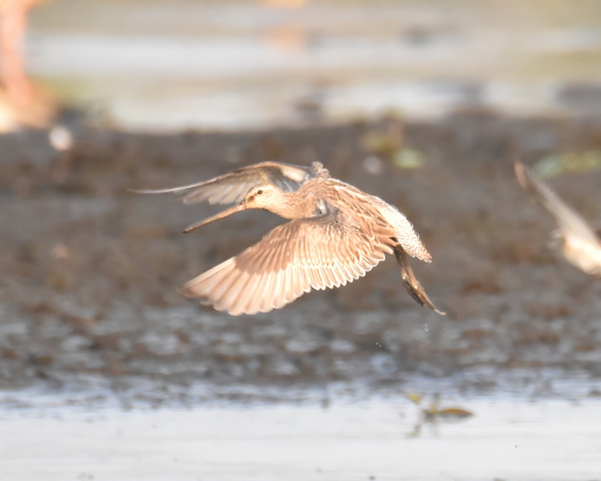 Asian Dowitcher - ML610764295