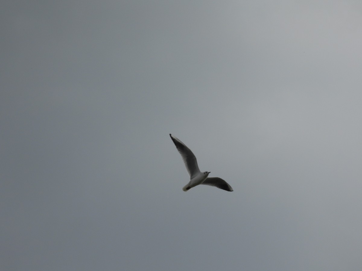 Black-headed Gull - ML610764327