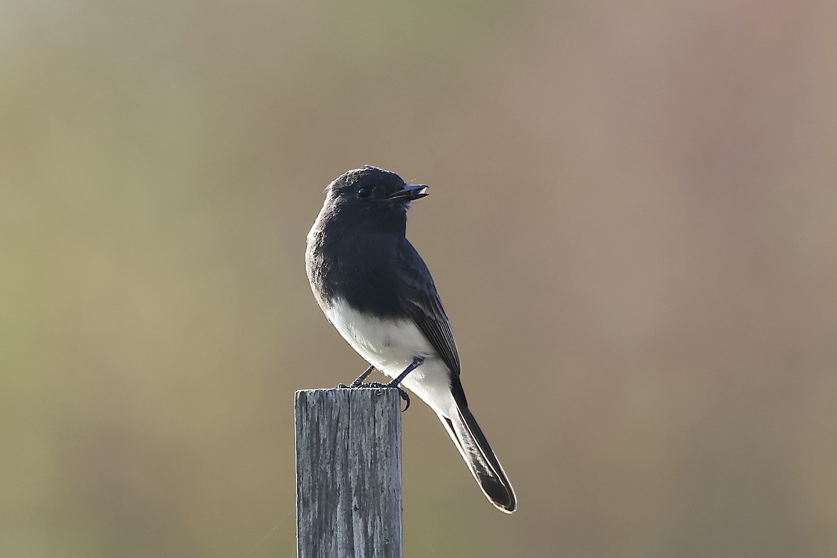 Black Phoebe - ML610764344