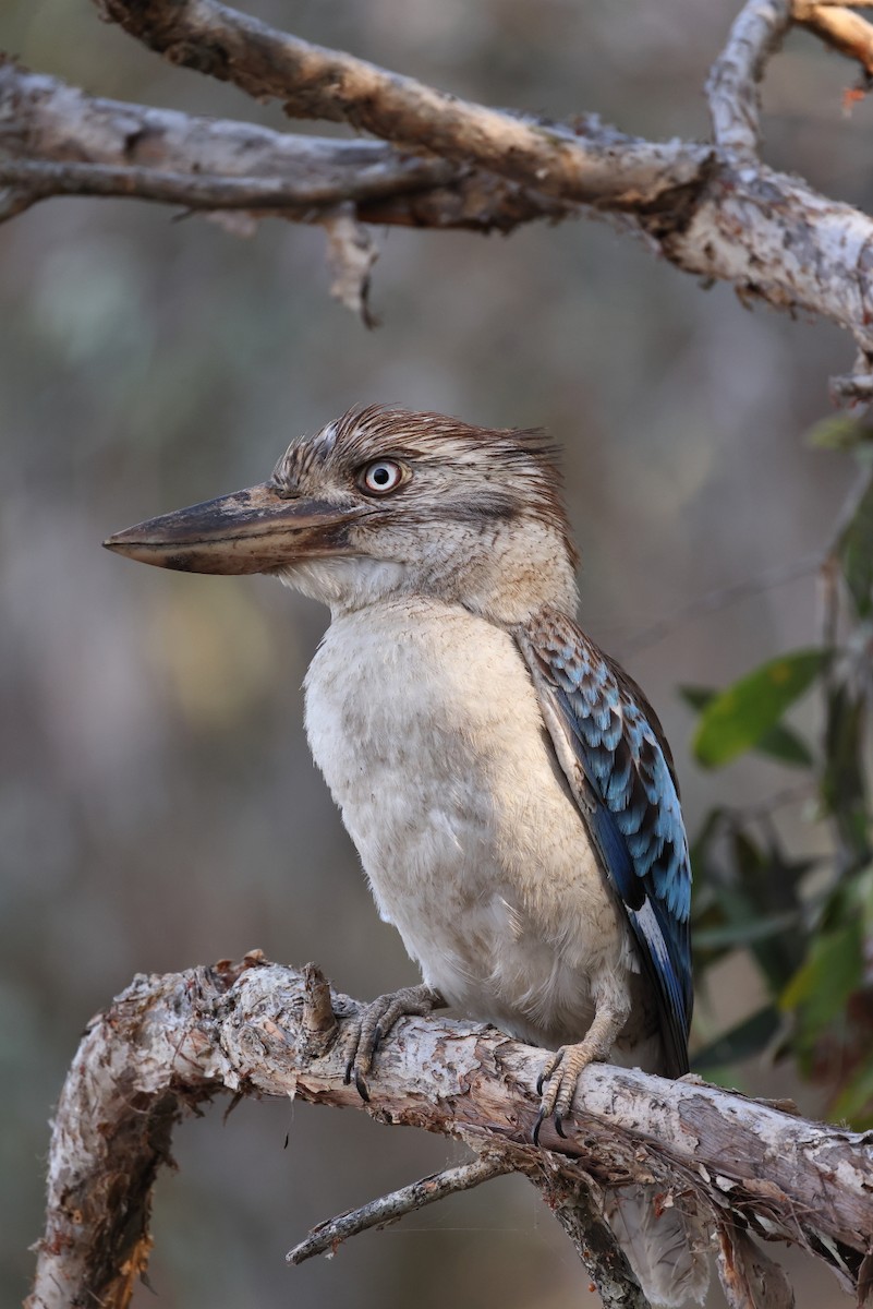 Blue-winged Kookaburra - Tony Ashton