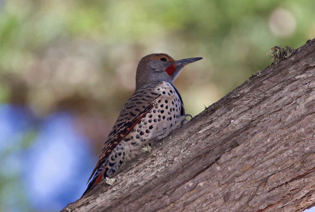 Northern Flicker (Red-shafted) - ML610764386