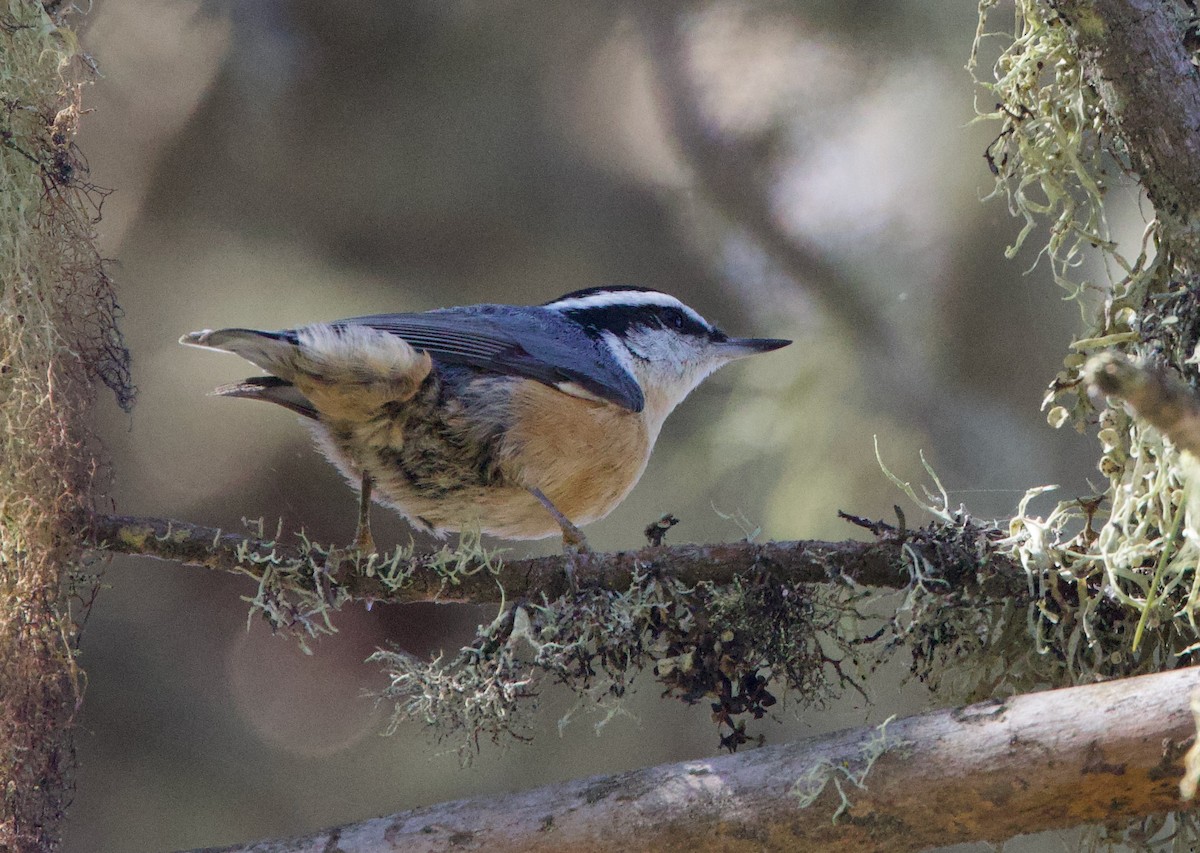 Red-breasted Nuthatch - ML610764389
