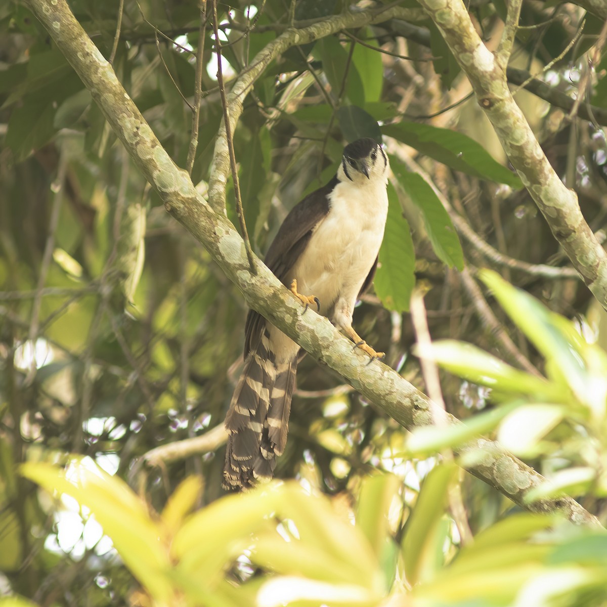 Buckley's Forest-Falcon - ML610764452