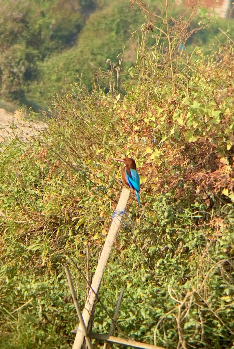 White-throated Kingfisher - ML610764470