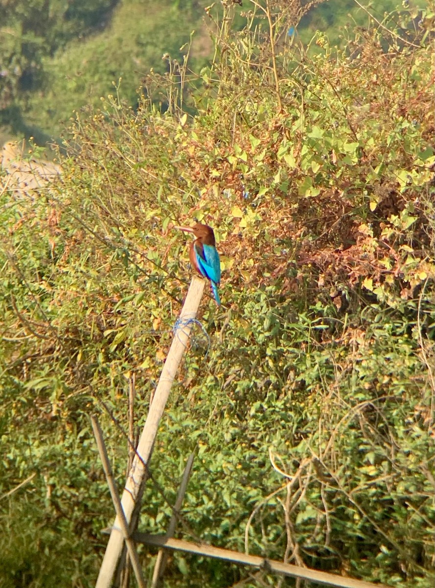 White-throated Kingfisher - ML610764471