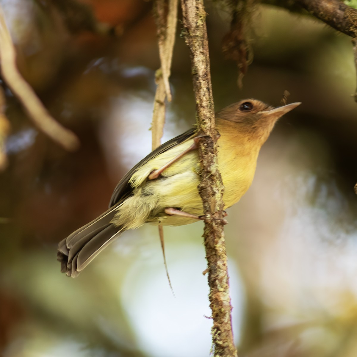 Cinnamon-breasted Tody-Tyrant - Gary Rosenberg