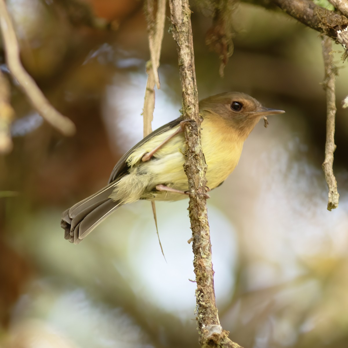 Cinnamon-breasted Tody-Tyrant - Gary Rosenberg