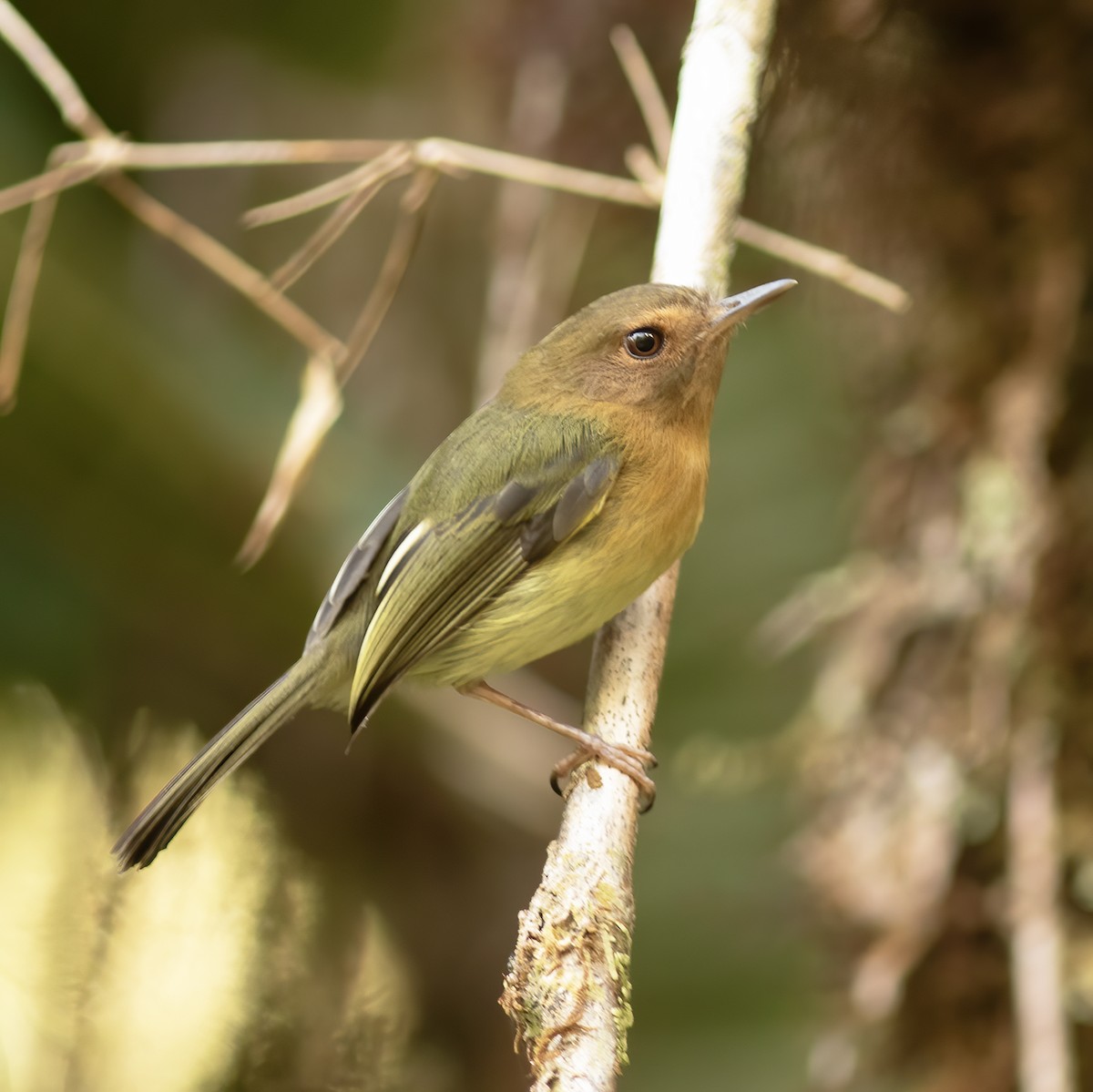 Cinnamon-breasted Tody-Tyrant - Gary Rosenberg