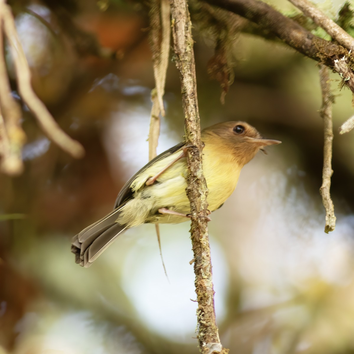 Cinnamon-breasted Tody-Tyrant - Gary Rosenberg