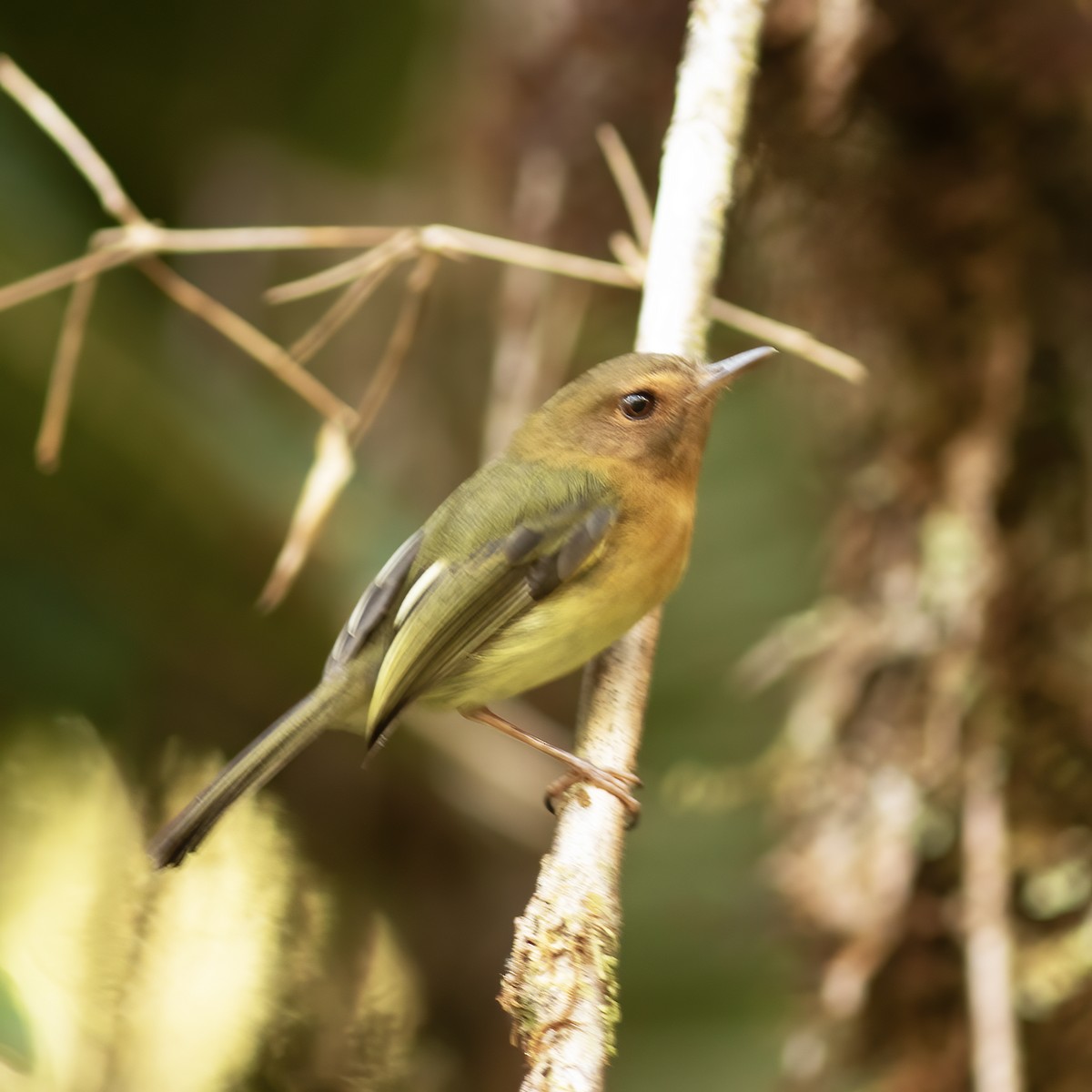 Cinnamon-breasted Tody-Tyrant - Gary Rosenberg