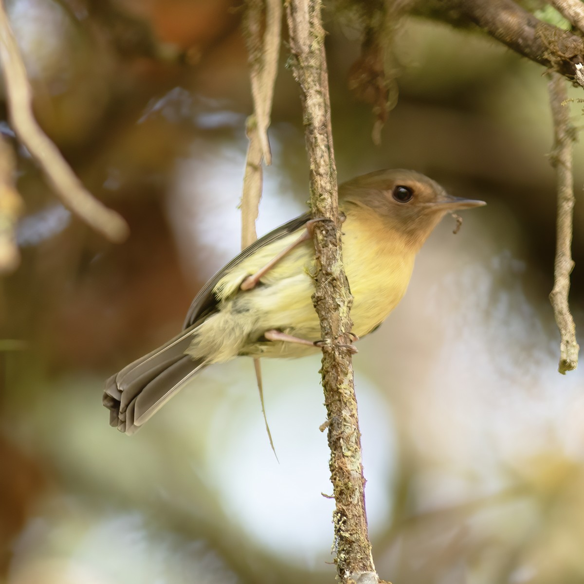 Cinnamon-breasted Tody-Tyrant - Gary Rosenberg