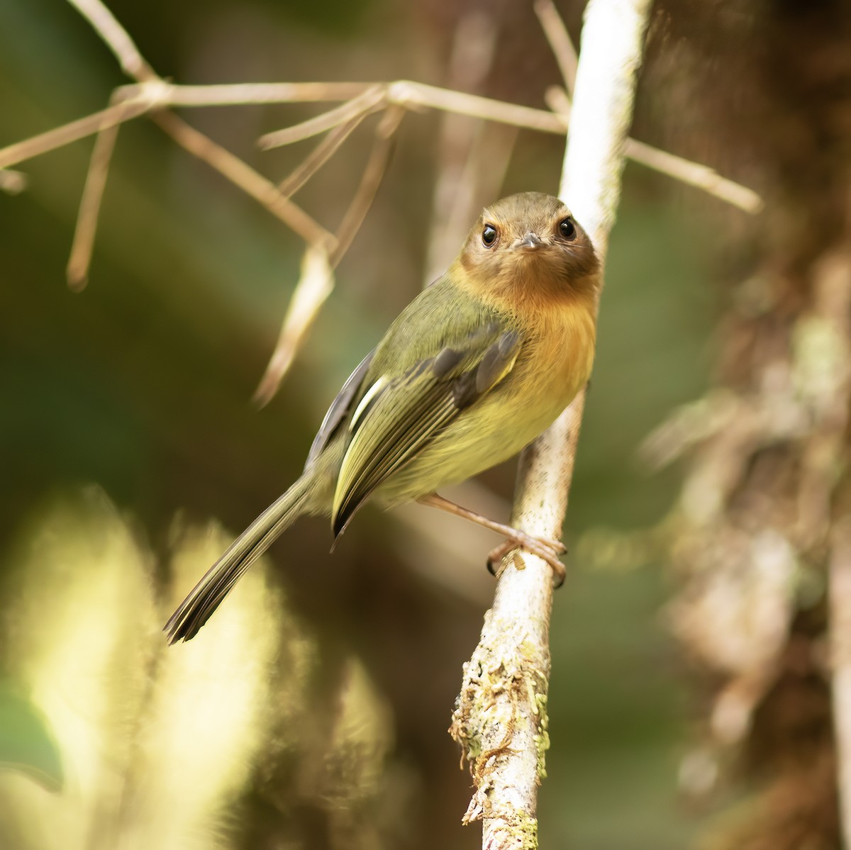 Cinnamon-breasted Tody-Tyrant - Gary Rosenberg