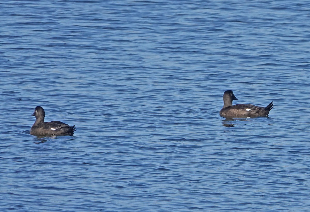 White-winged Scoter - George Chapman