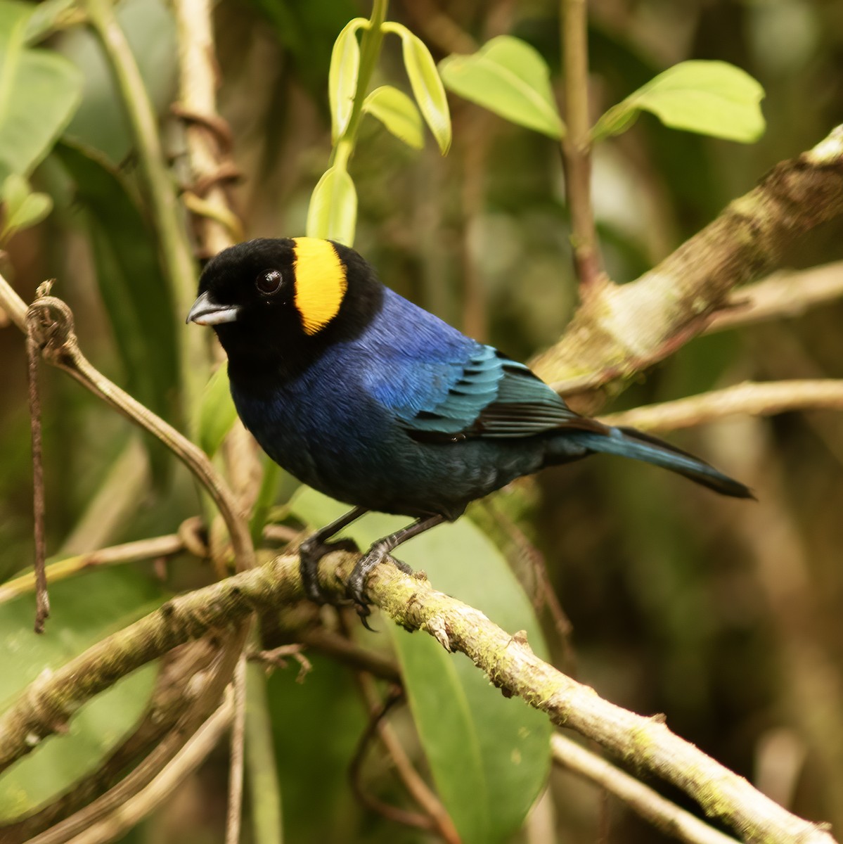 Yellow-scarfed Tanager - ML610764585