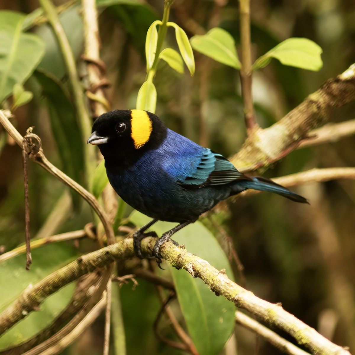 Yellow-scarfed Tanager - ML610764586