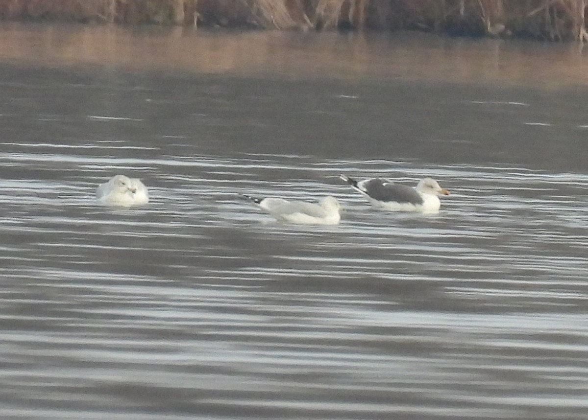 Lesser Black-backed Gull - ML610764630