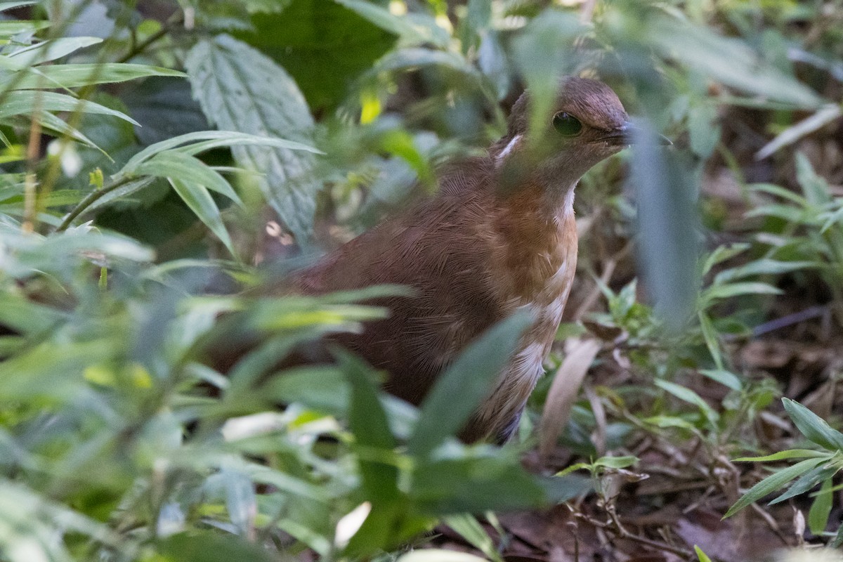 Mesito Unicolor - ML610764651