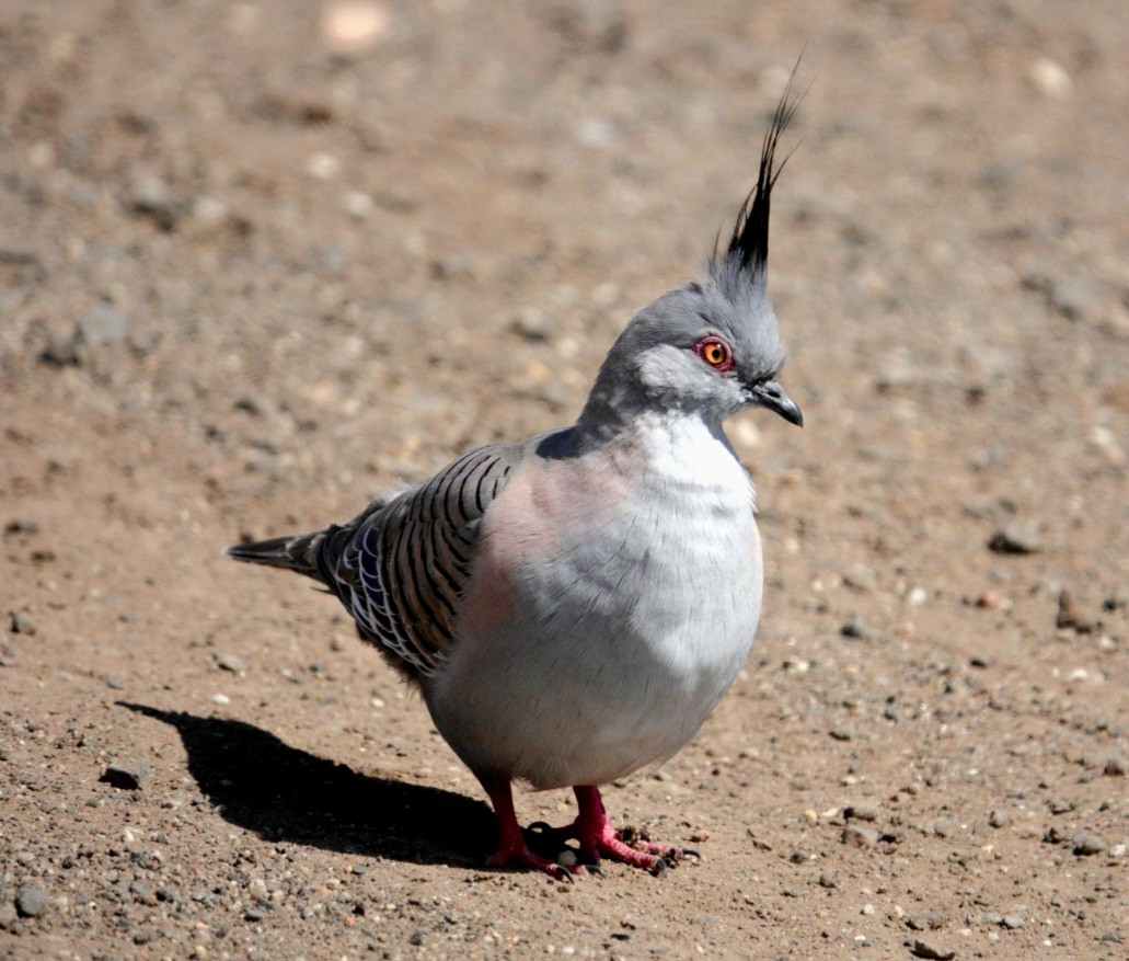 Crested Pigeon - ML610764695