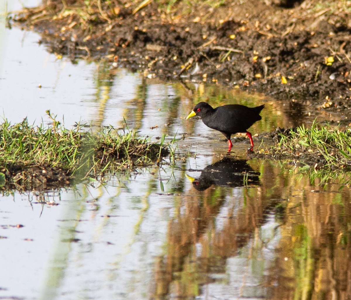 Black Crake - ML610764711