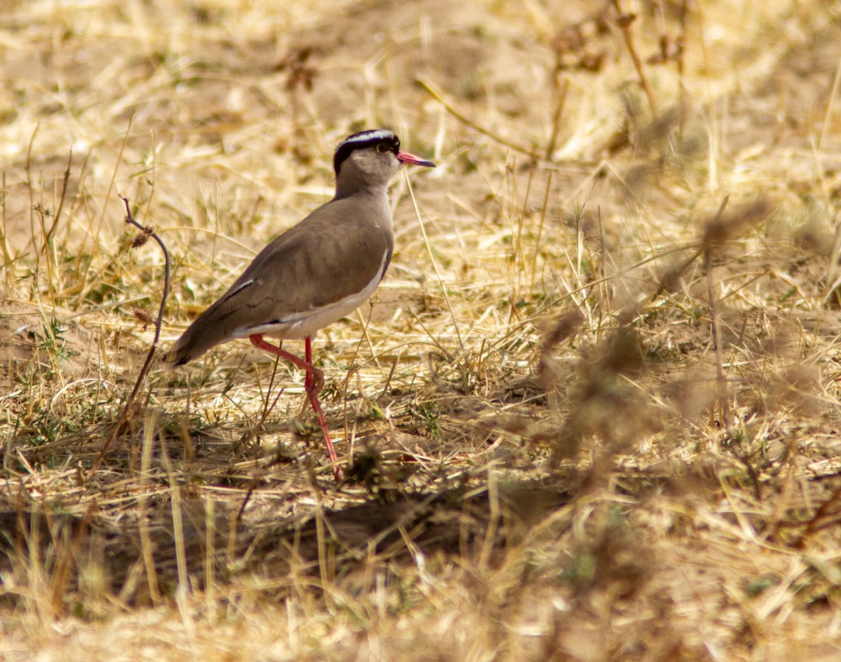 Crowned Lapwing - ML610764717