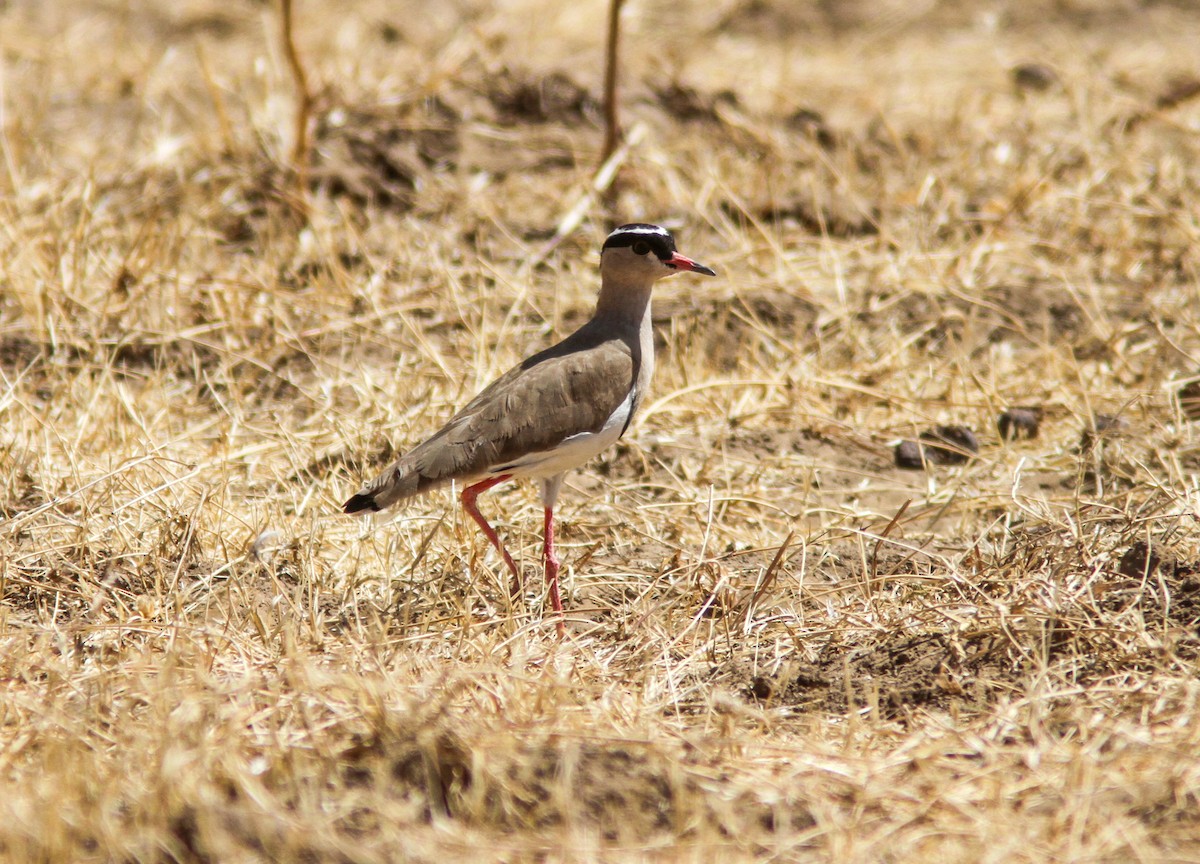 Crowned Lapwing - ML610764718